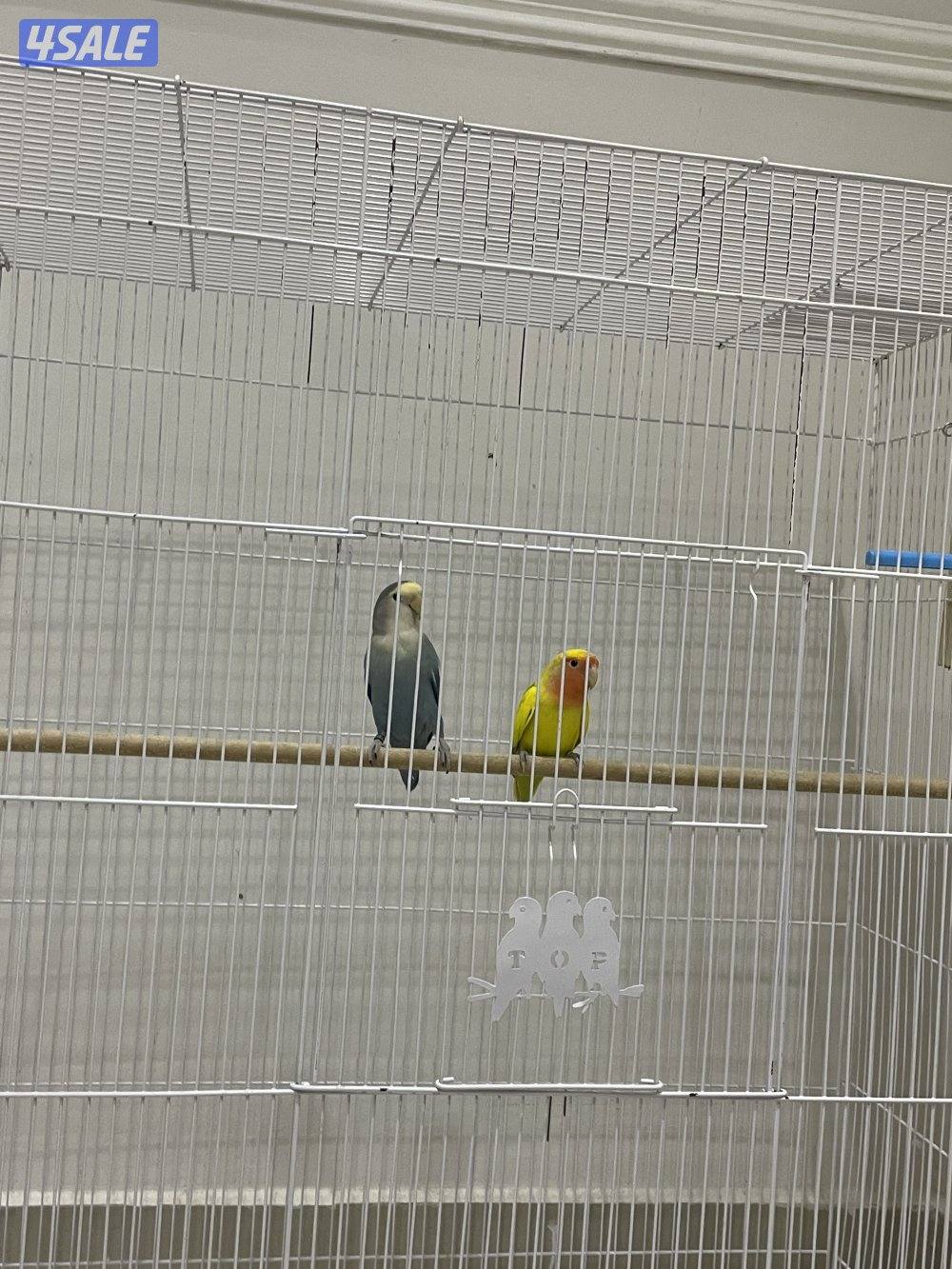 السلام وعليكم ورحمة الله وبركاته للبيع زوج روز منتج فرخين1