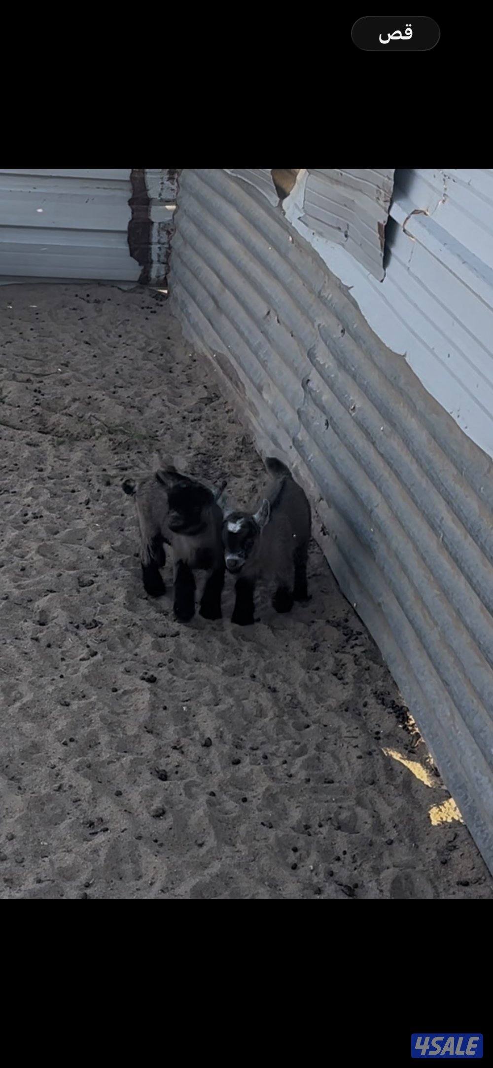 تيس جيكي للجهال يشرب حليب وفي ياكل2