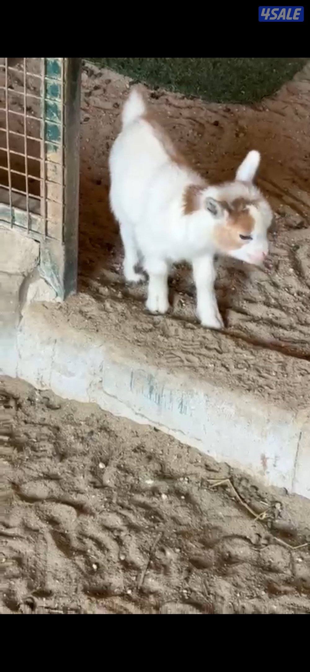 تيس جيكي للجهال يشرب حليب وفي ياكل0