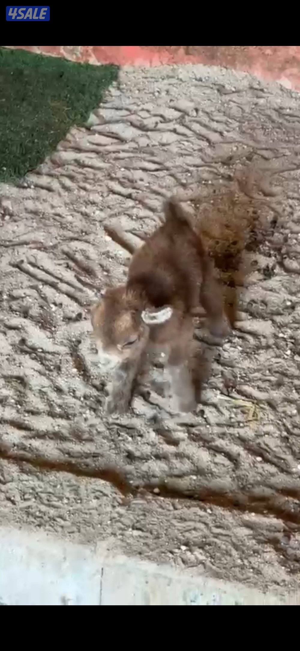 تيس جيكي للجهال يشرب حليب وفي ياكل1