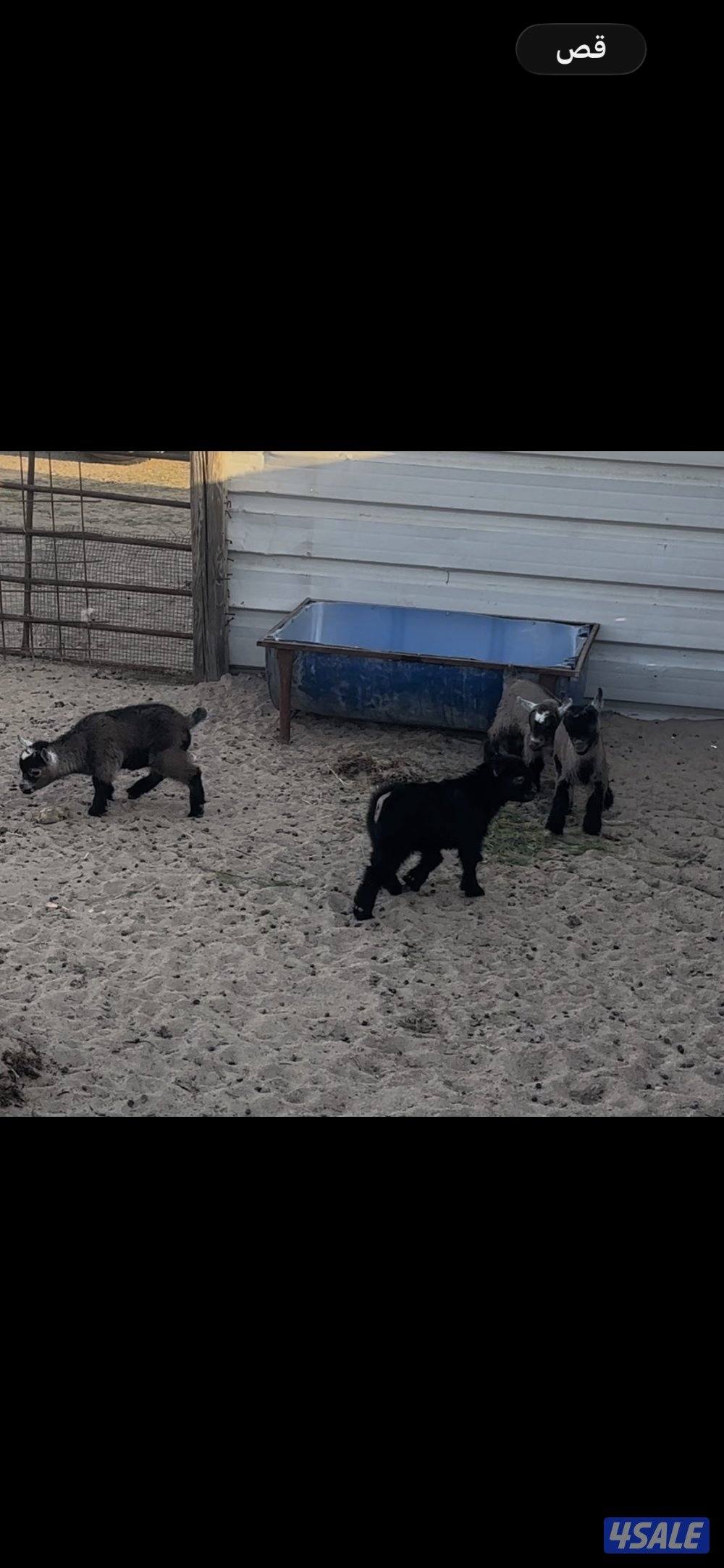 تيس جيكي للجهال يشرب حليب وفي ياكل3