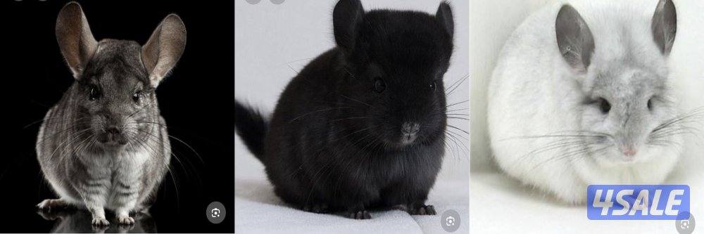 شانشيلا النادر أنعم فروه في العالم0