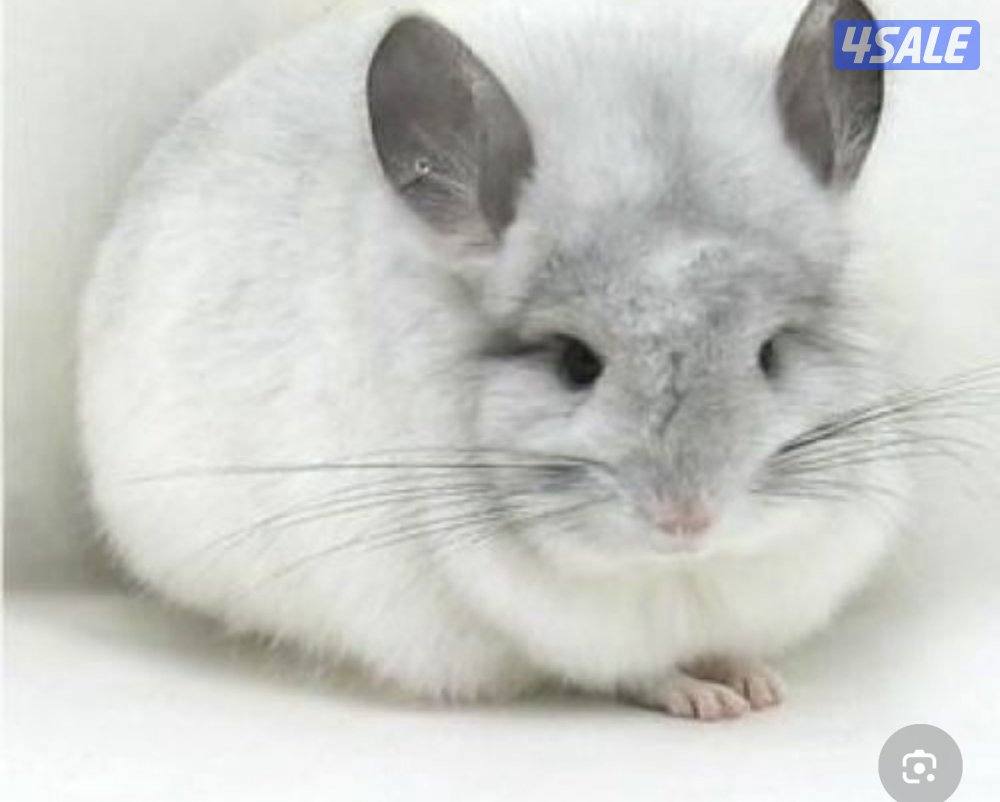 شانشيلا النادر أنعم فروه في العالم1