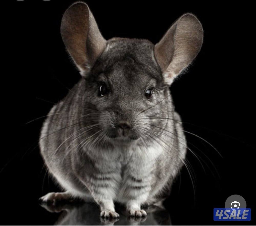 شانشيلا النادر أنعم فروه في العالم2