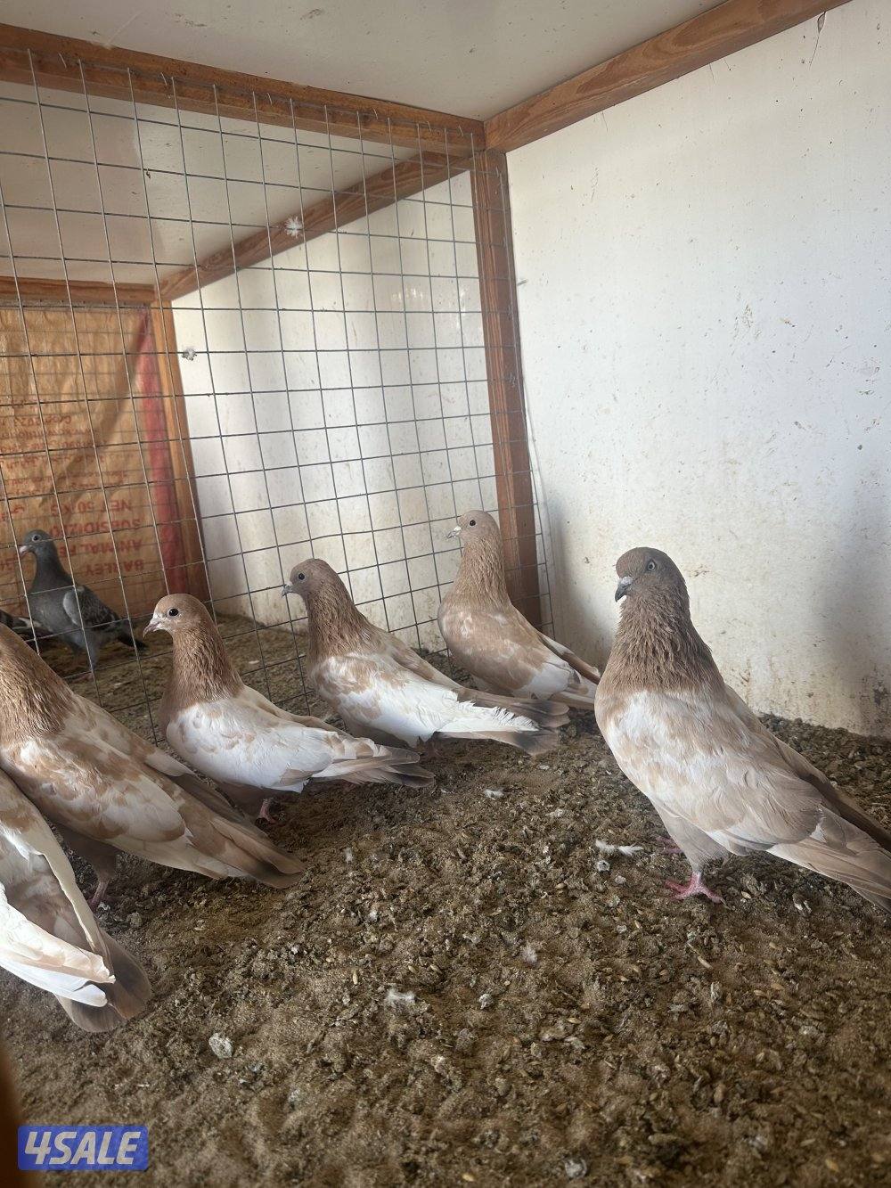 للبيع  زوج باكستاني واربع طبات  باكستاني كبار0