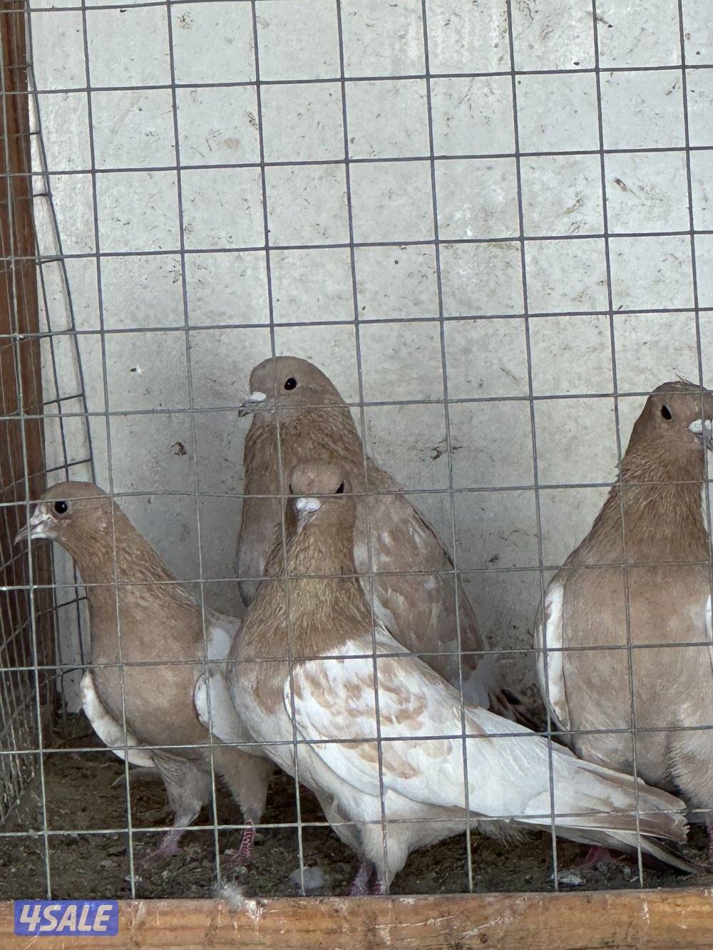 للبيع  زوج باكستاني واربع طبات  باكستاني كبار1