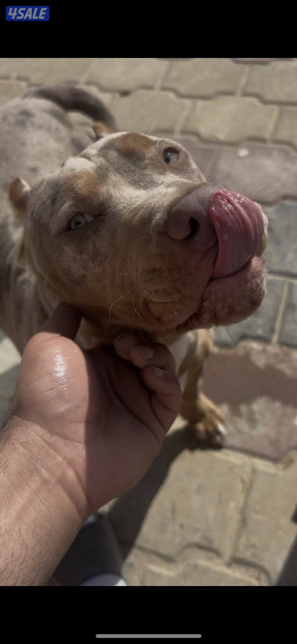 American bully XL2
