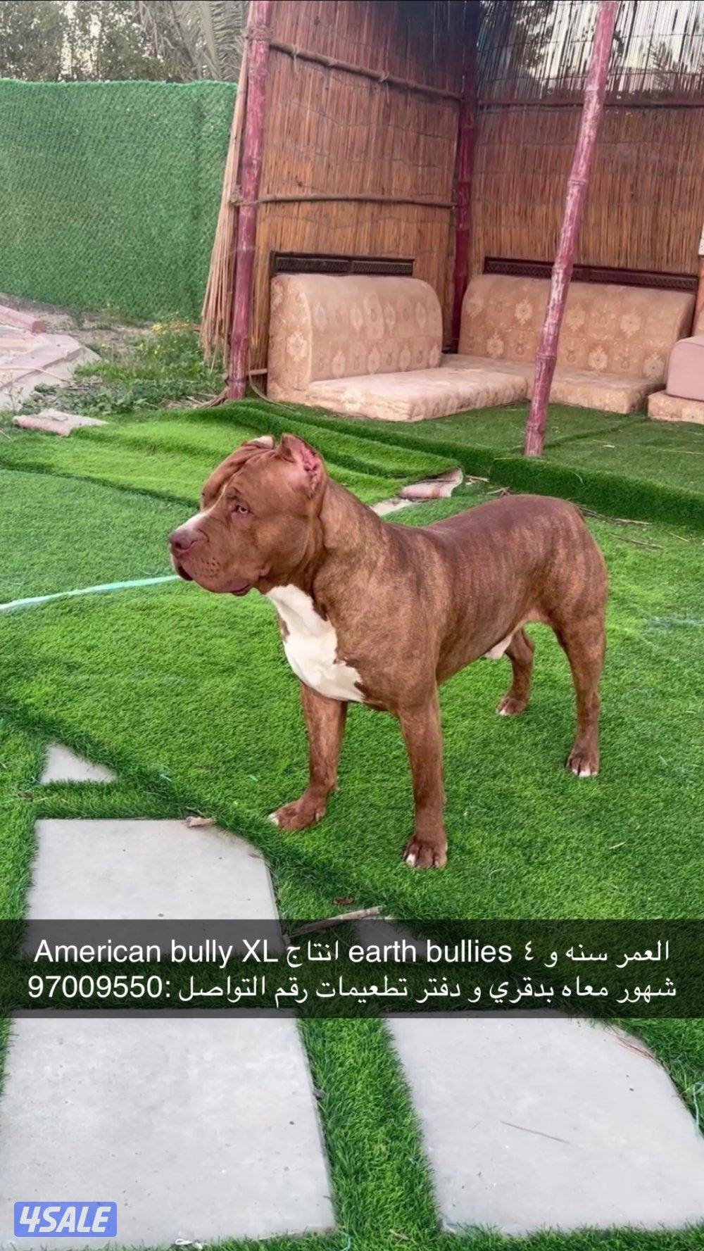 American bully XL5