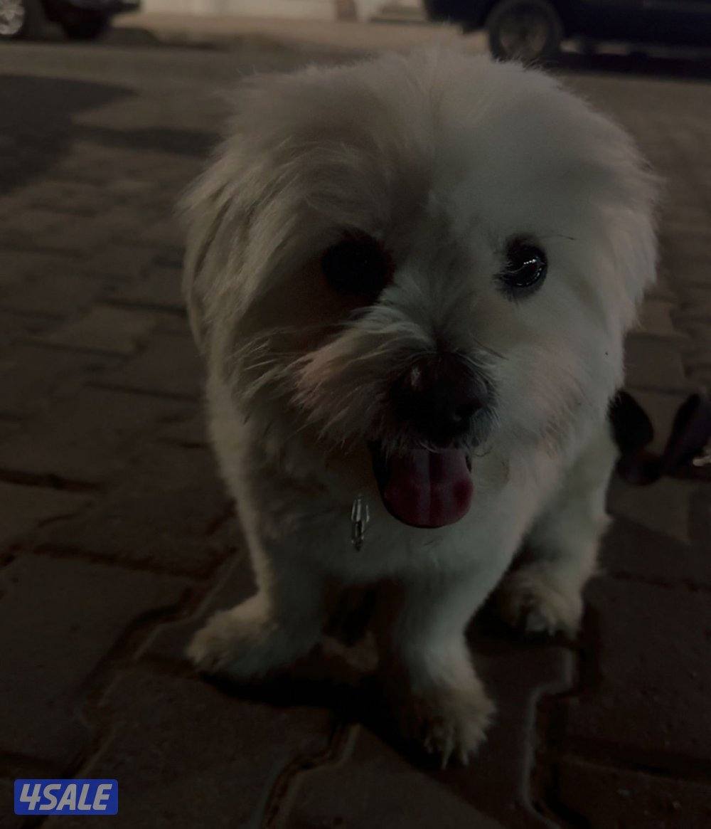 للبيع مالتيز ذكر0