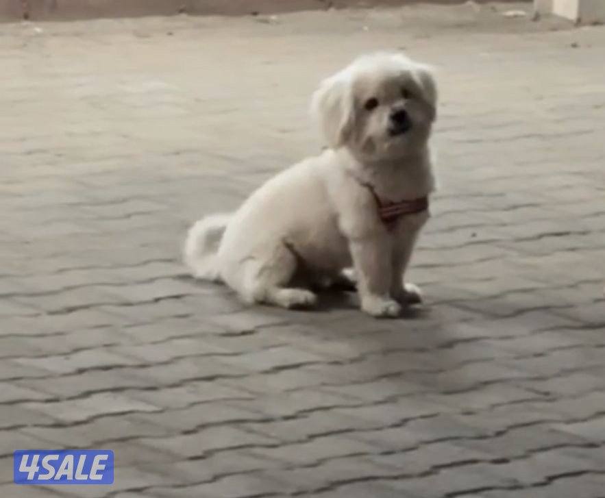 للبيع مالتيز ذكر1