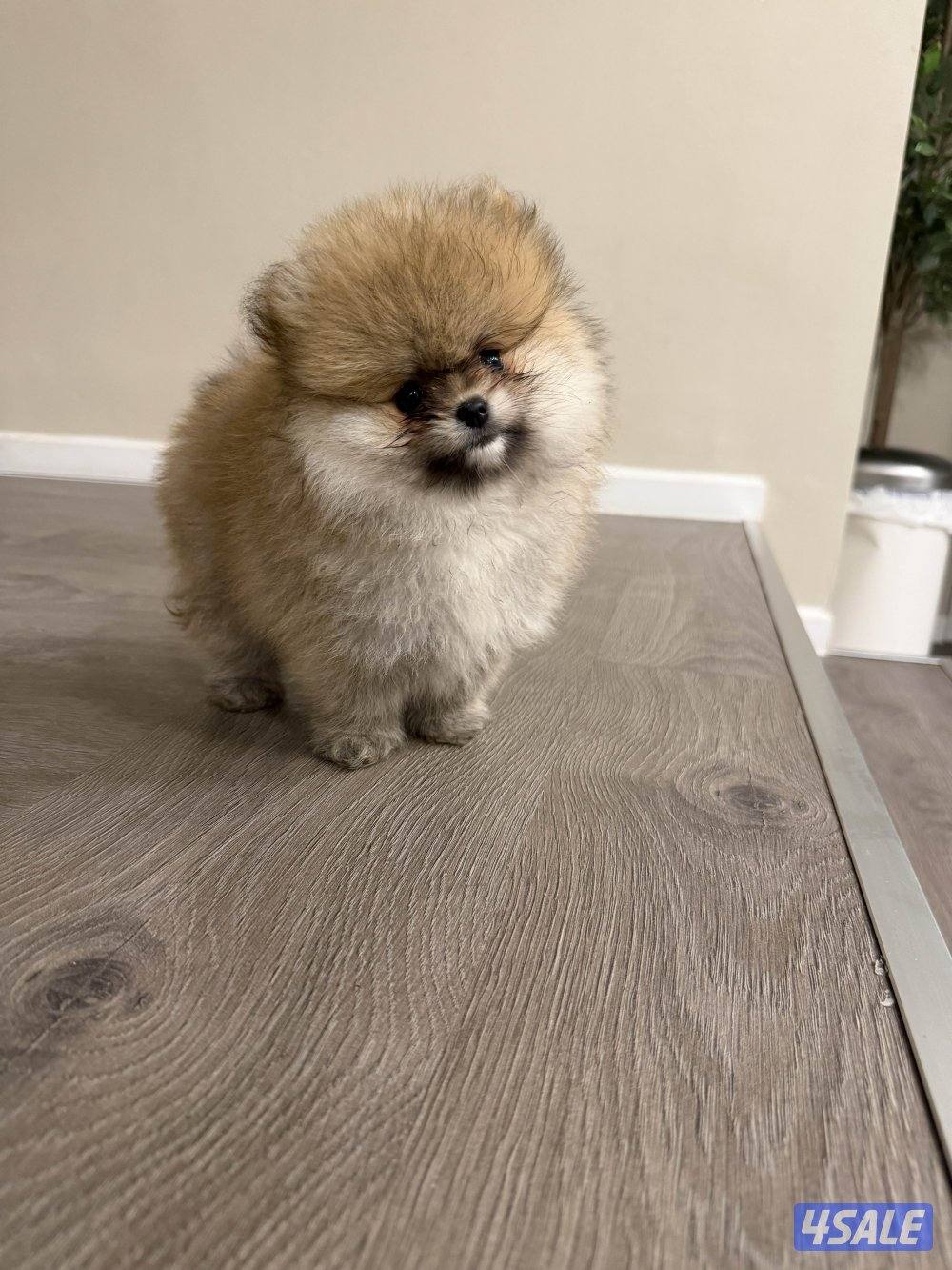 Pomeranian0