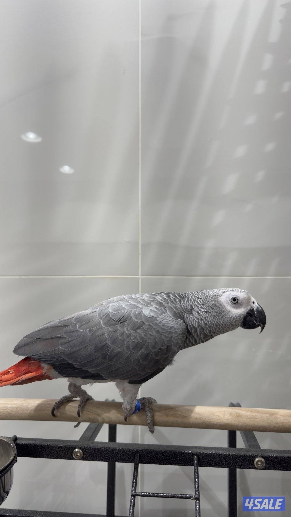 للبيع كاسكو افريقي1