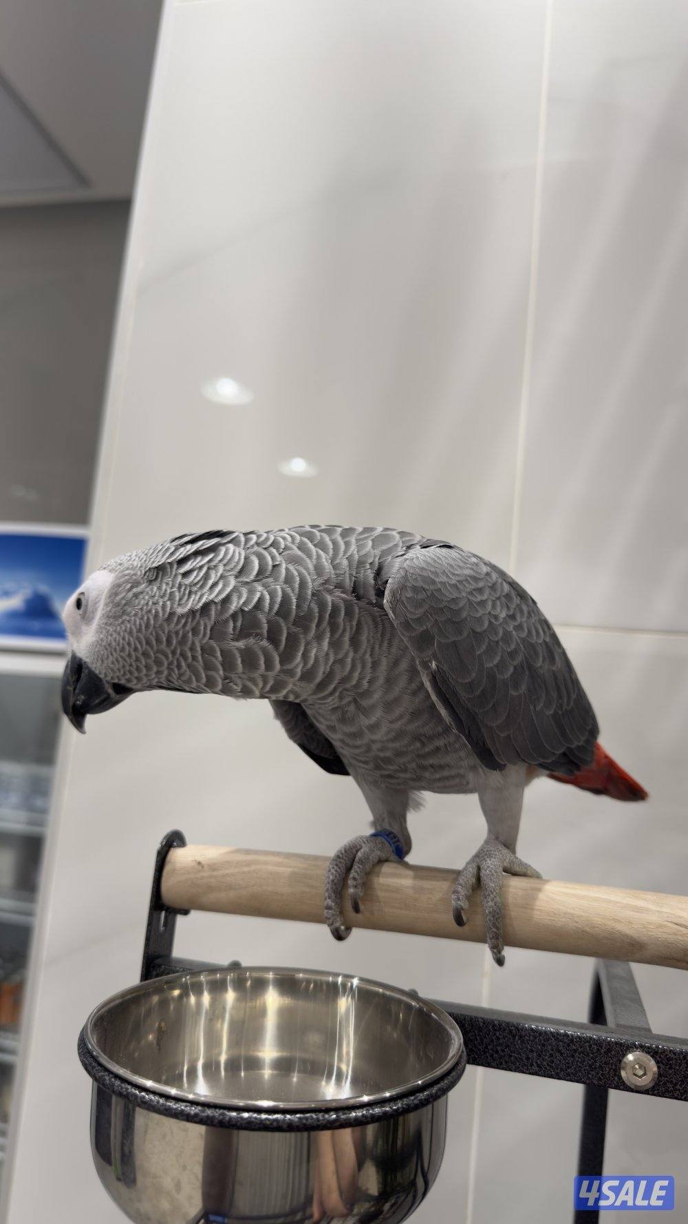 للبيع كاسكو افريقي2