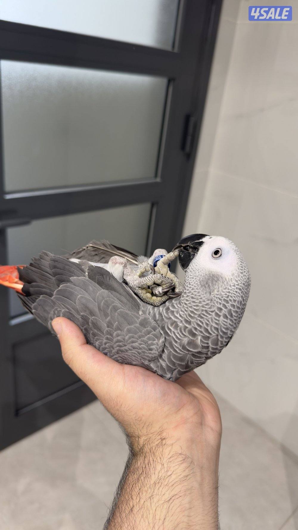 للبيع كاسكو افريقي3