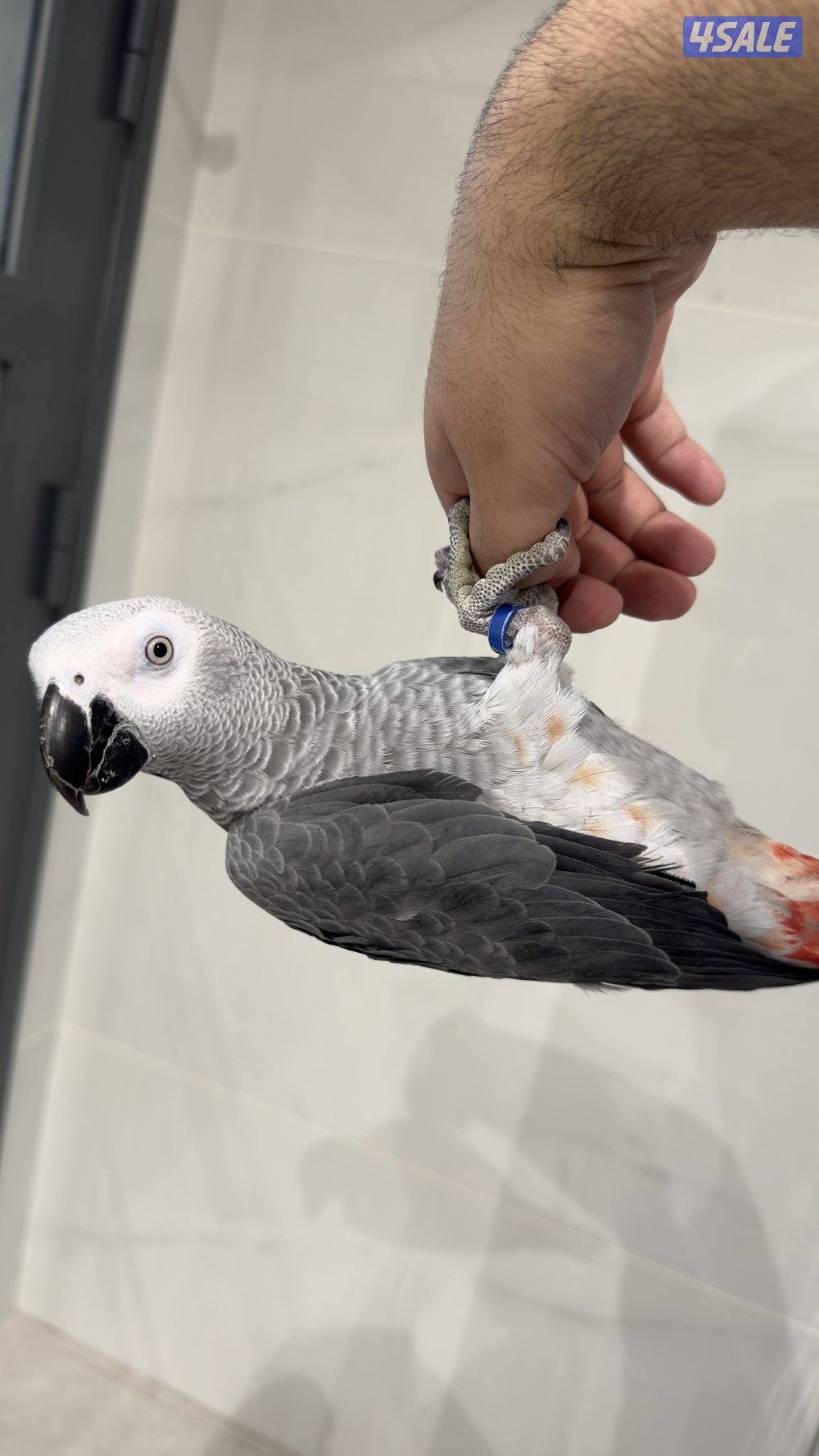 للبيع كاسكو افريقي4