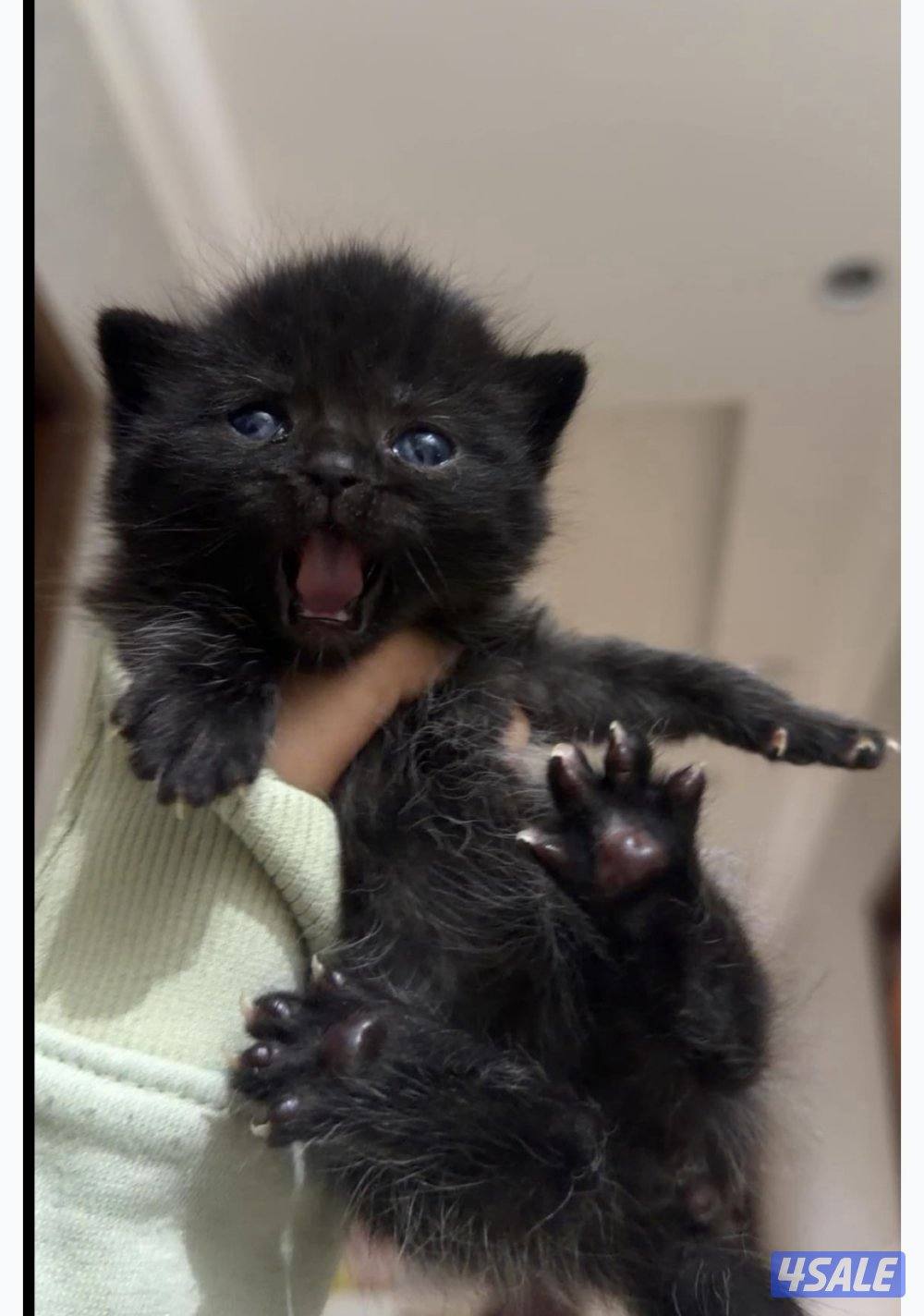 للحجز كيتن british مستوى فاخر0