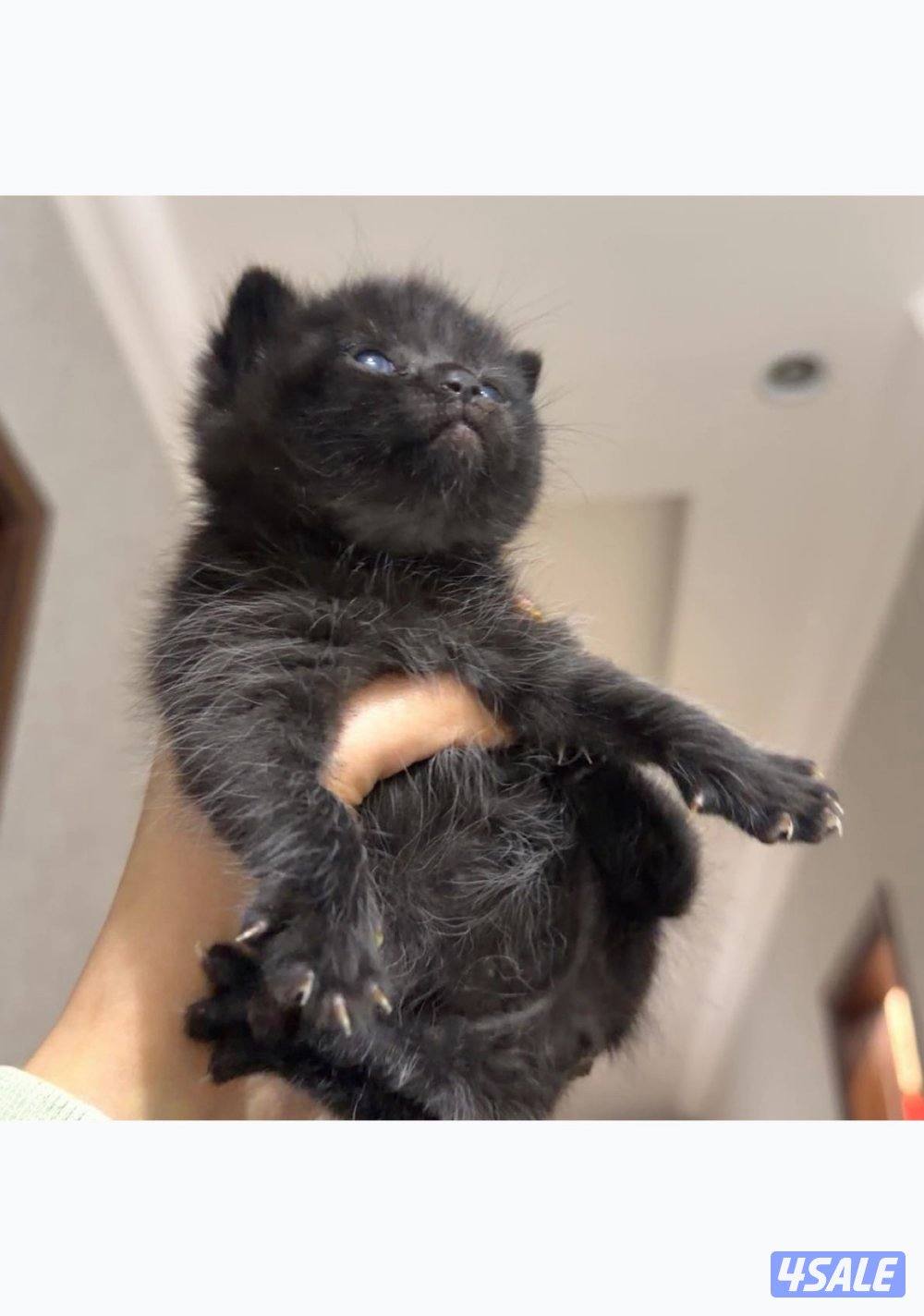 للحجز كيتن british مستوى فاخر6