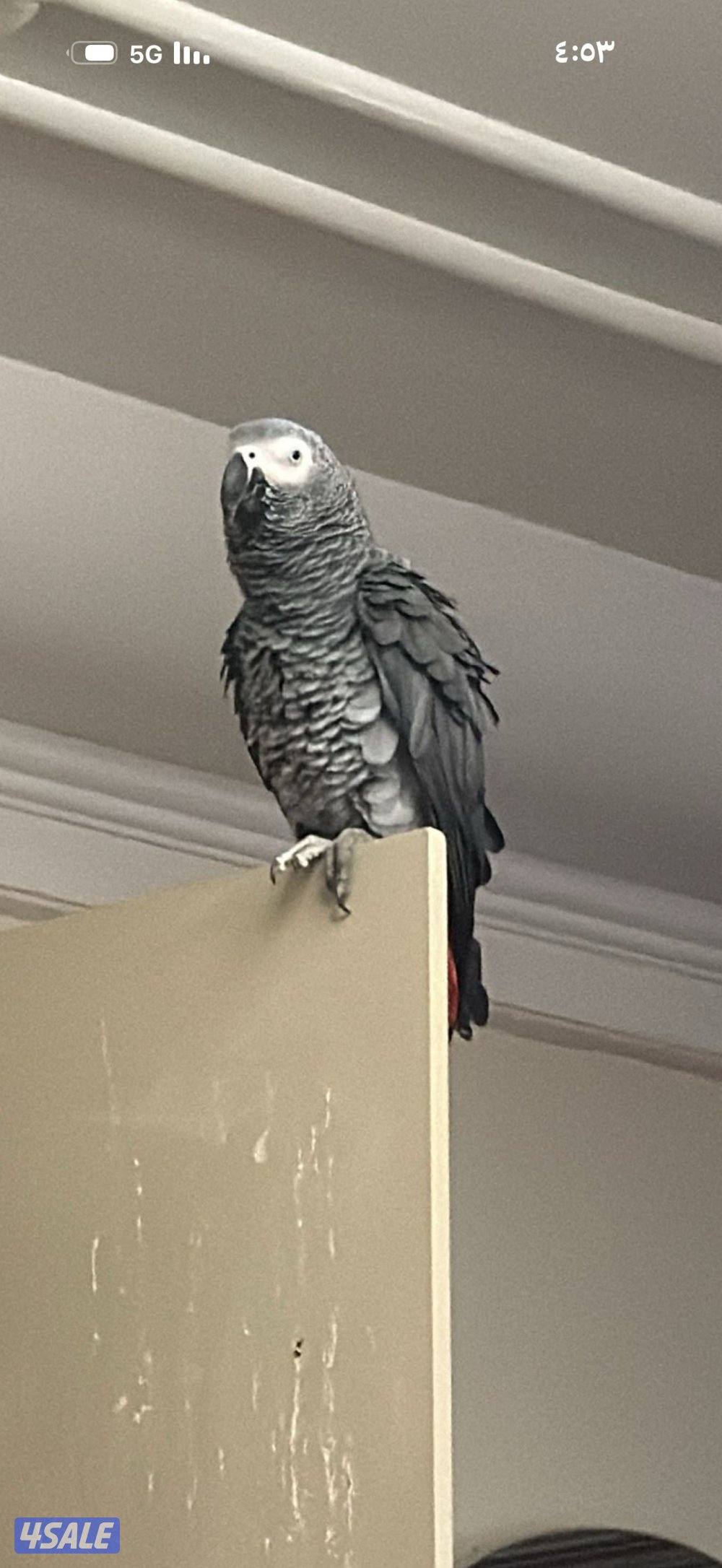 كاسكو ضايع بخيطان قطعه ٥0