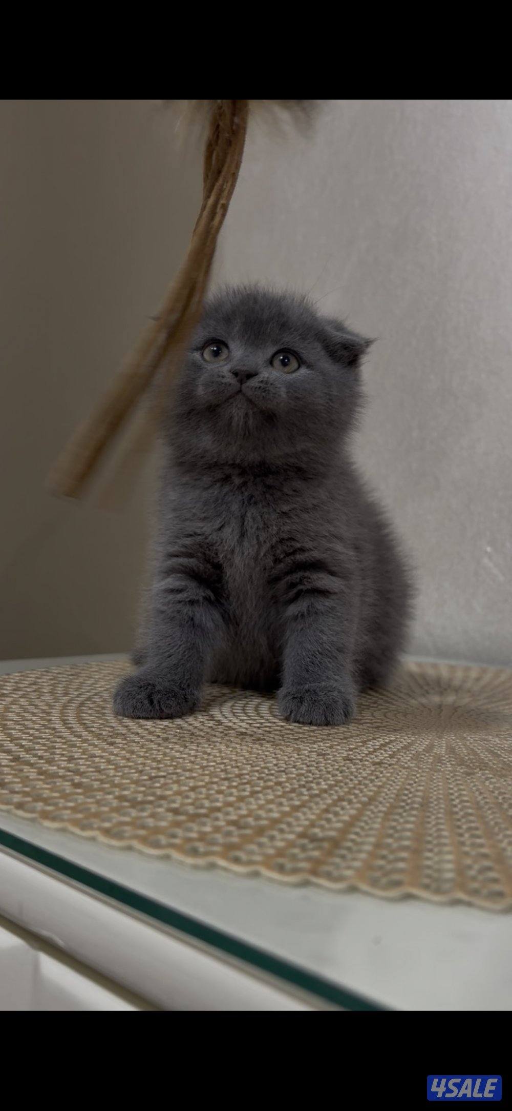 البيع سكوتش فولد بيور0