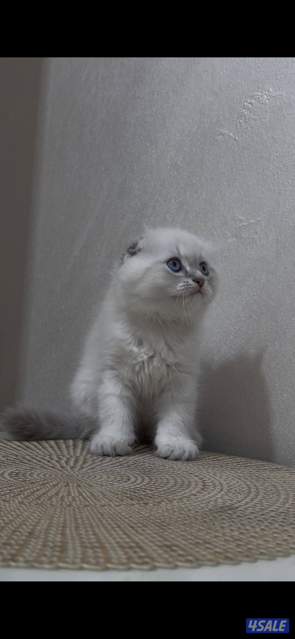 البيع سكوتش فولد بيور1