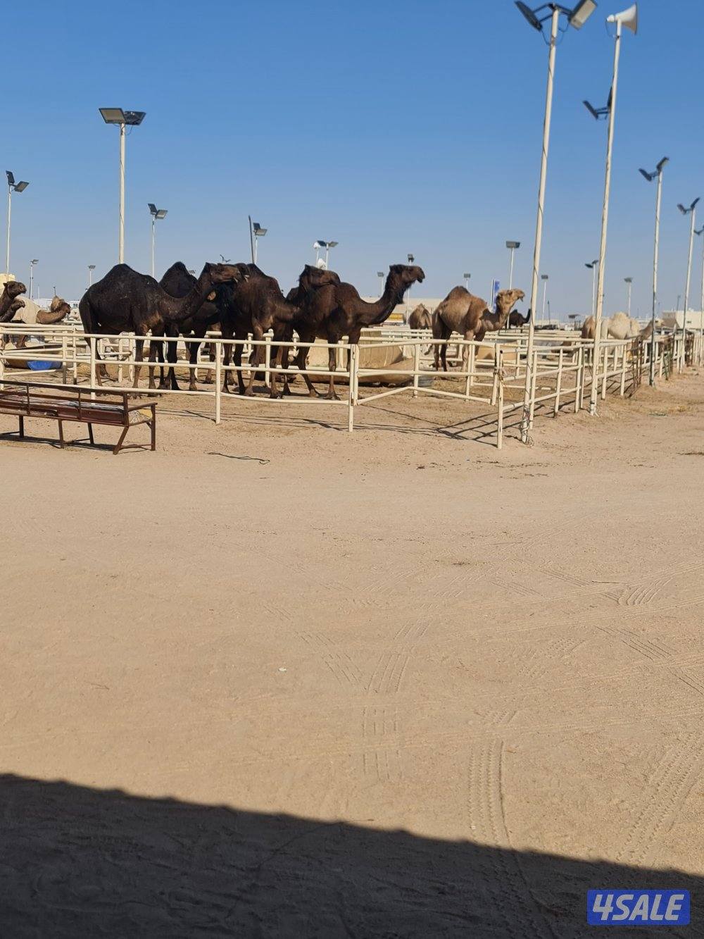 سوداني الجنسيه0