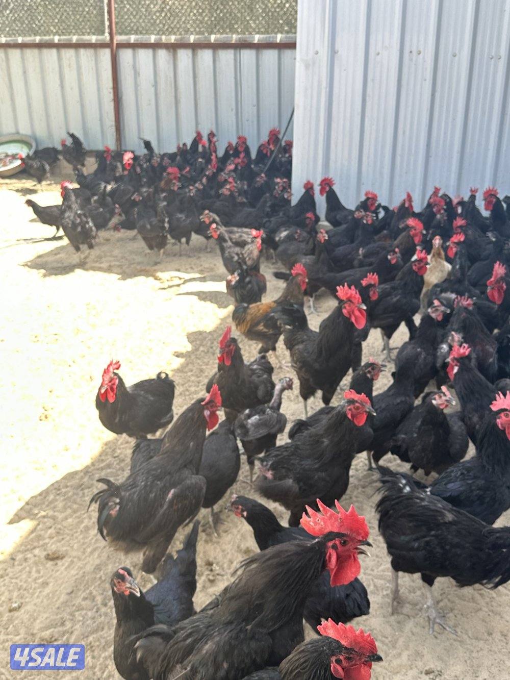 للبيع بيض دجاج عراقي الطبق على 2 ونص وللبيع فروخ1