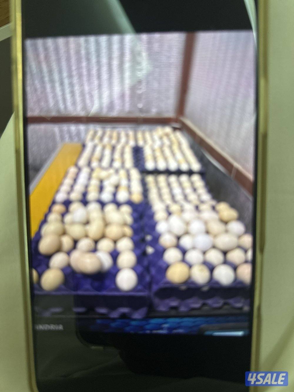 للبيع بيض دجاج عراقي الطبق على 2 ونص وللبيع فروخ2