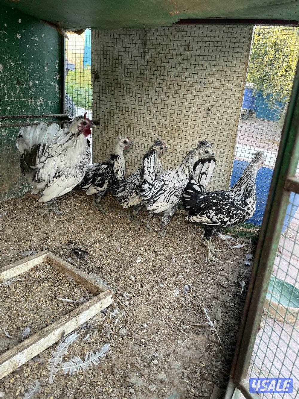 دجاج عربي سبرايت0