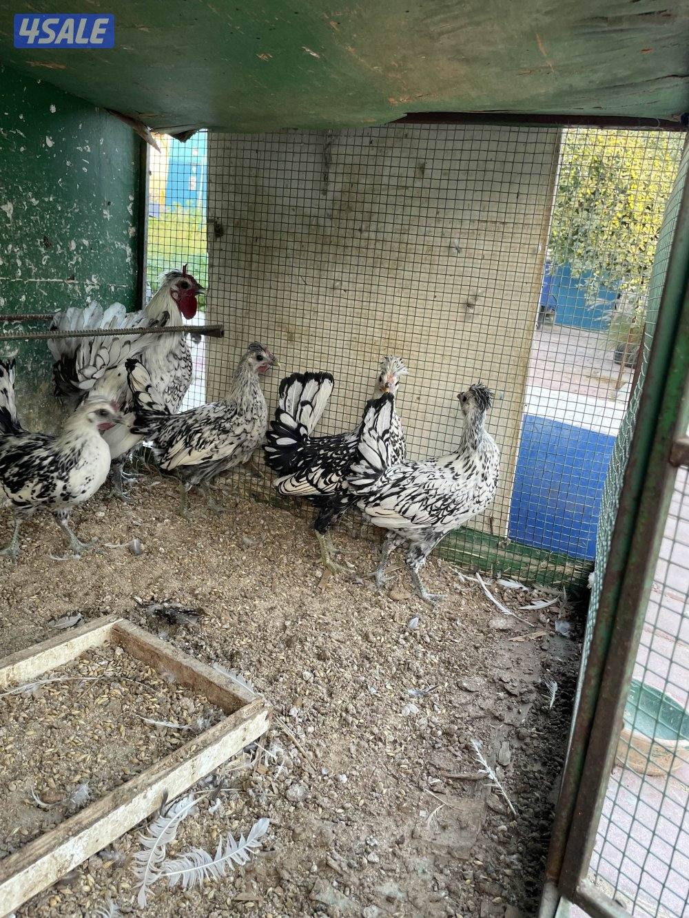 دجاج عربي سبرايت1