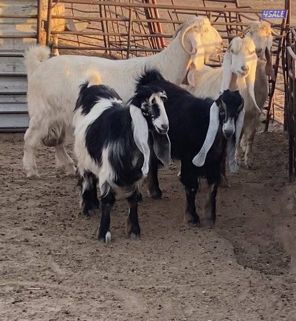 20عوارض فاخرة ملاوين مع تيس 6مطافيل 7دفيع والباقي توةمقرعة منوة الجناي11