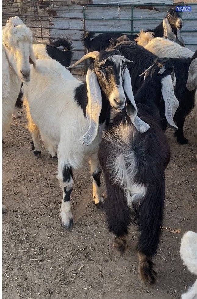 20عوارض فاخرة ملاوين مع تيس 6مطافيل 7دفيع والباقي توةمقرعة منوة الجناي13