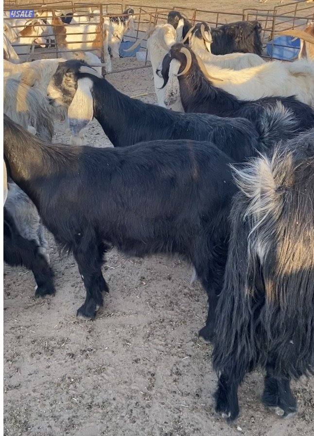 20عوارض فاخرة ملاوين مع تيس 6مطافيل 7دفيع والباقي توةمقرعة منوة الجناي9