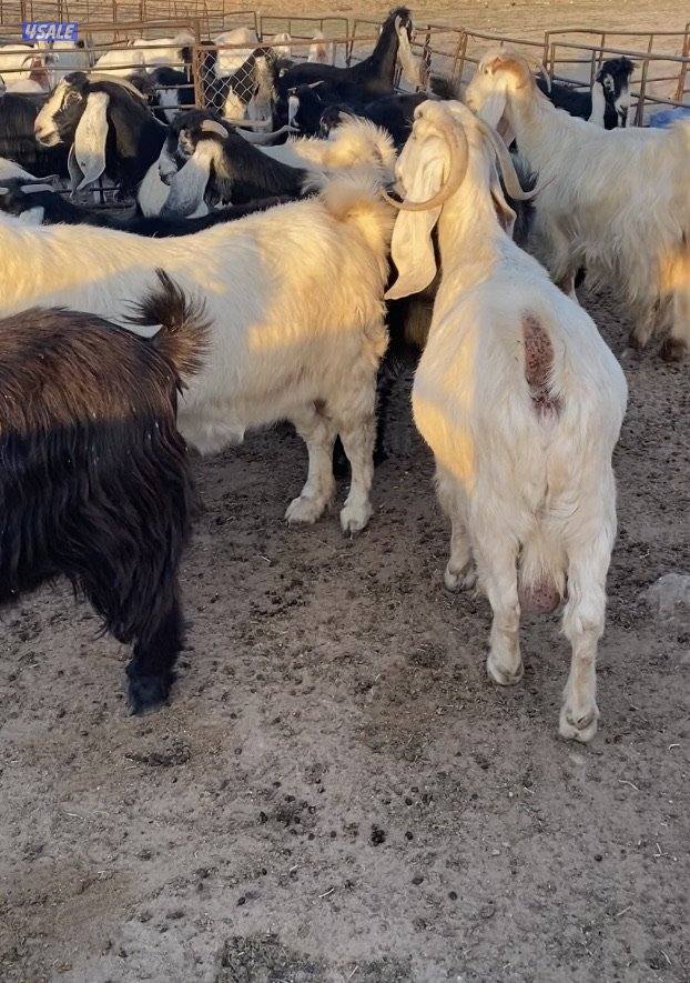 20عوارض فاخرة ملاوين مع تيس 6مطافيل 7دفيع والباقي توةمقرعة منوة الجناي6