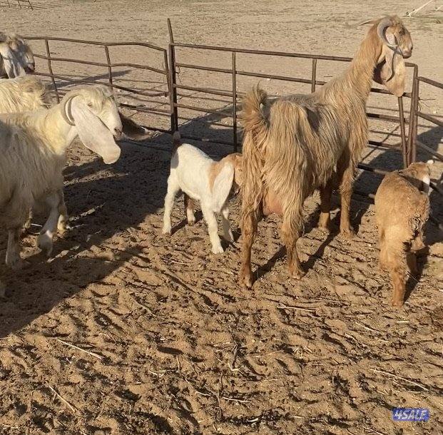 20عوارض فاخرة ملاوين مع تيس 6مطافيل 7دفيع والباقي توةمقرعة منوة الجناي12