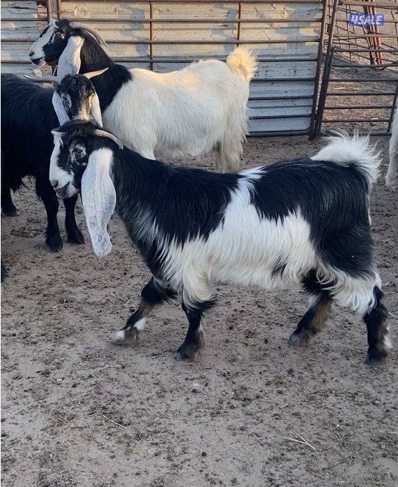 20عوارض فاخرة ملاوين مع تيس 6مطافيل 7دفيع والباقي توةمقرعة منوة الجناي7