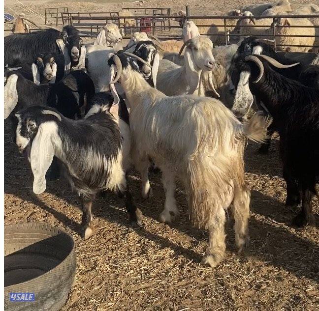 20عوارض فاخرة ملاوين مع تيس 6مطافيل 7دفيع والباقي توةمقرعة منوة الجناي5