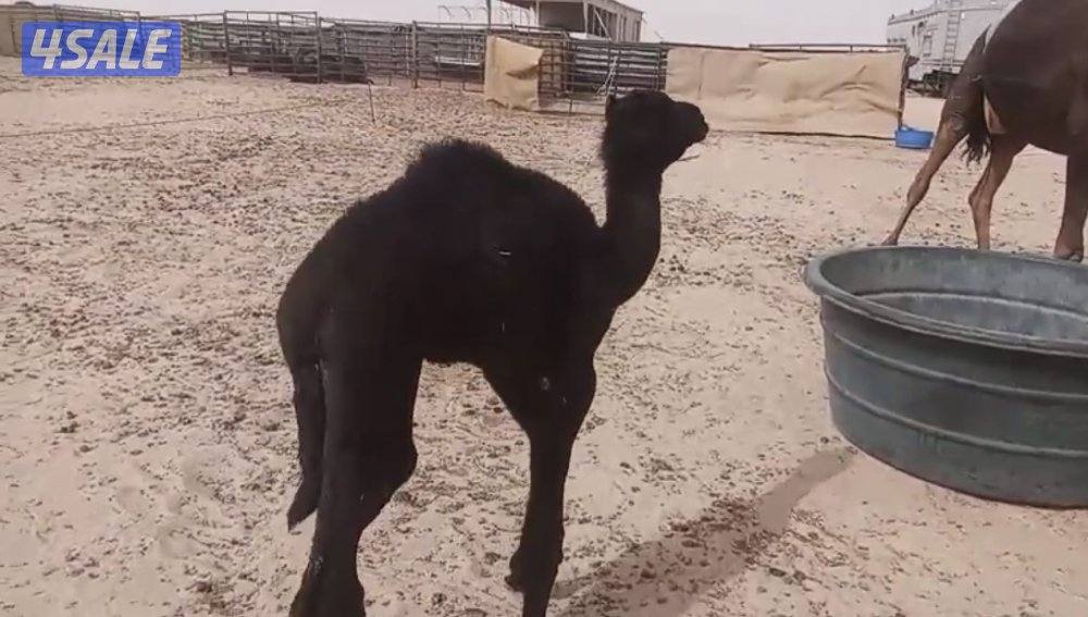 للبيع قعود ضيار العمر فوق الشهر0