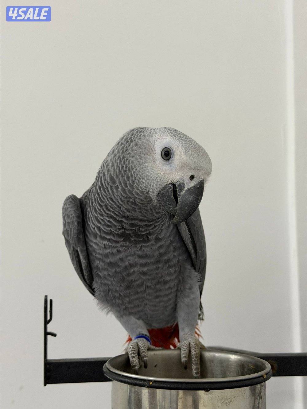 كاسكو 6 شهور0