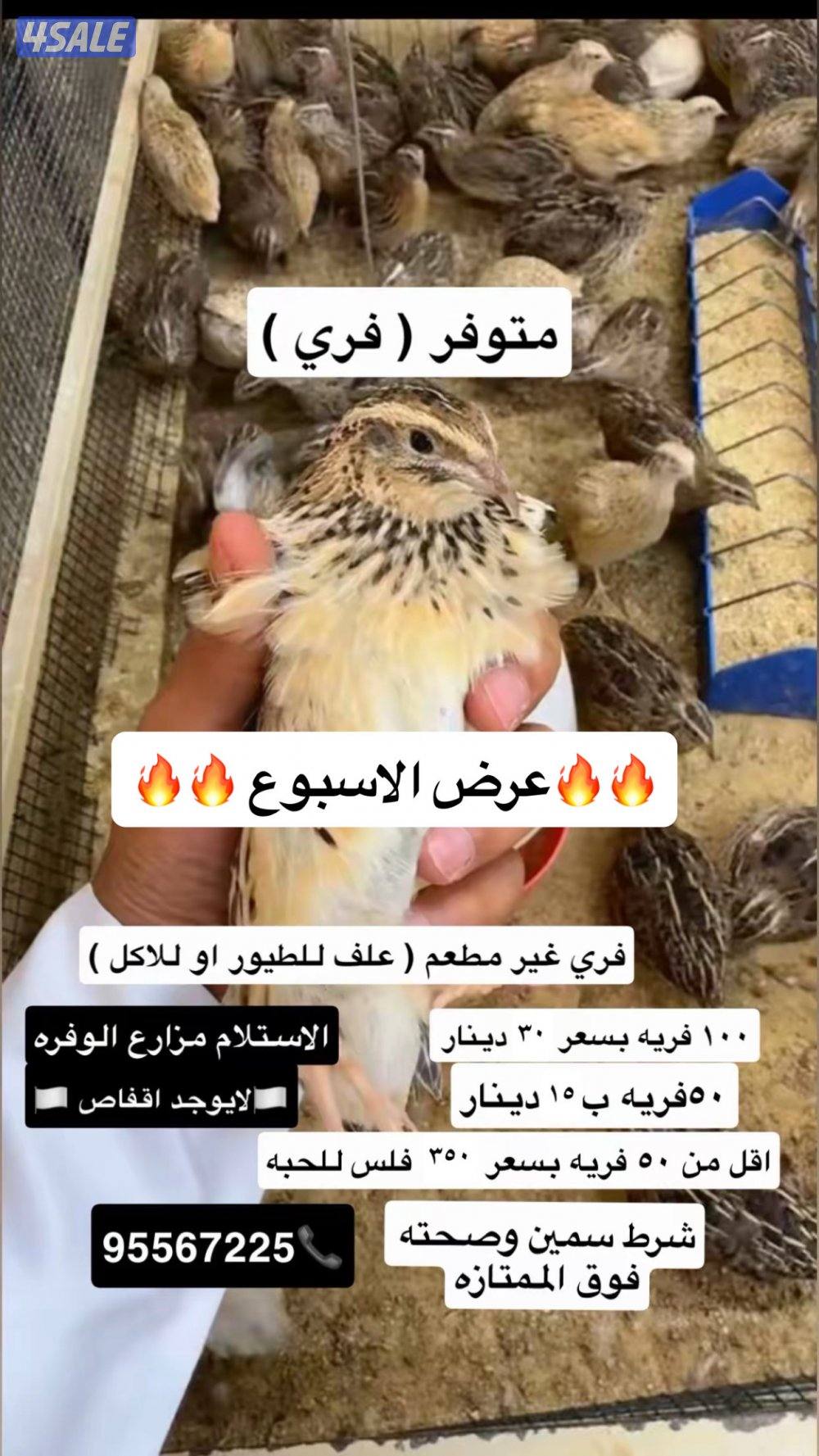 للبيع فري بياض0