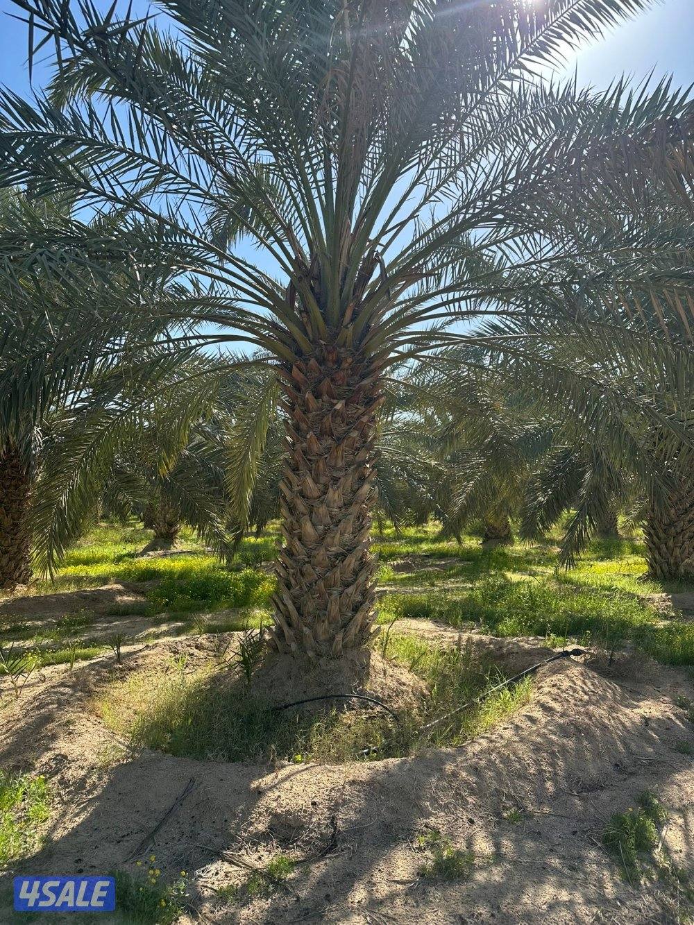 للبيع نخل حساوي ملكي0