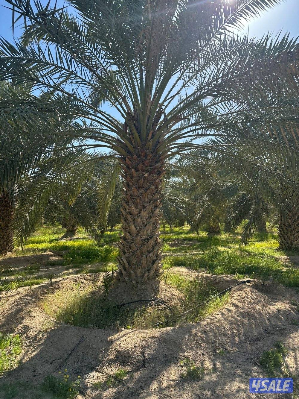 للبيع نخل حساوي ملكي1