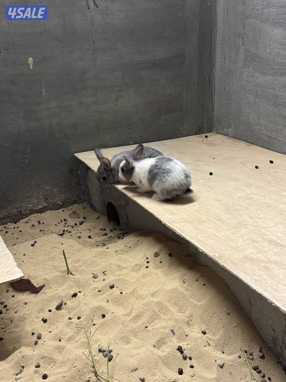 ارانب صغار1