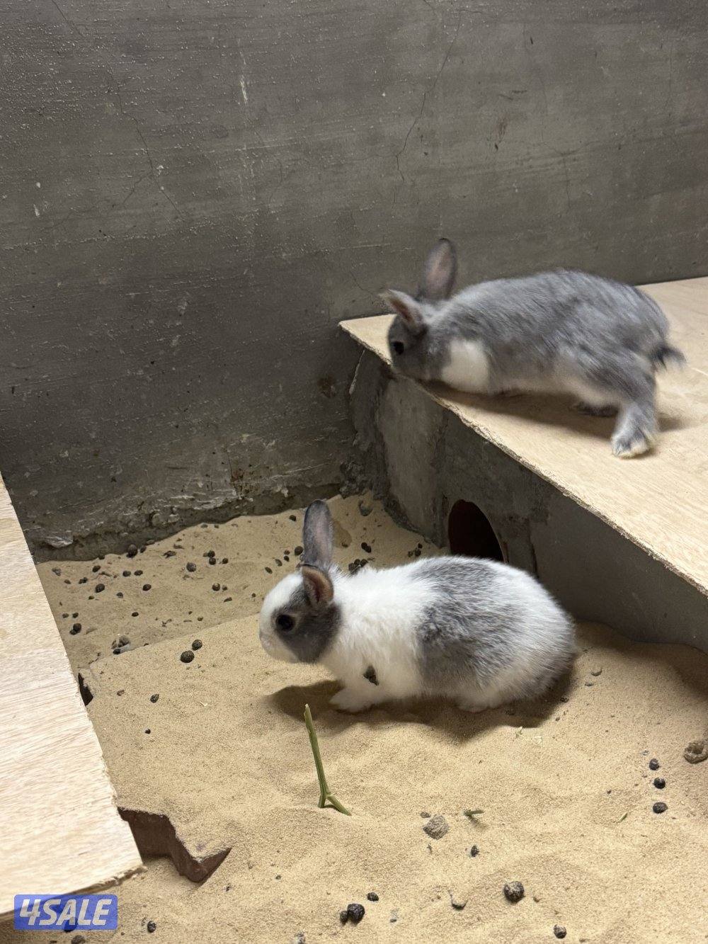 ارانب صغار2