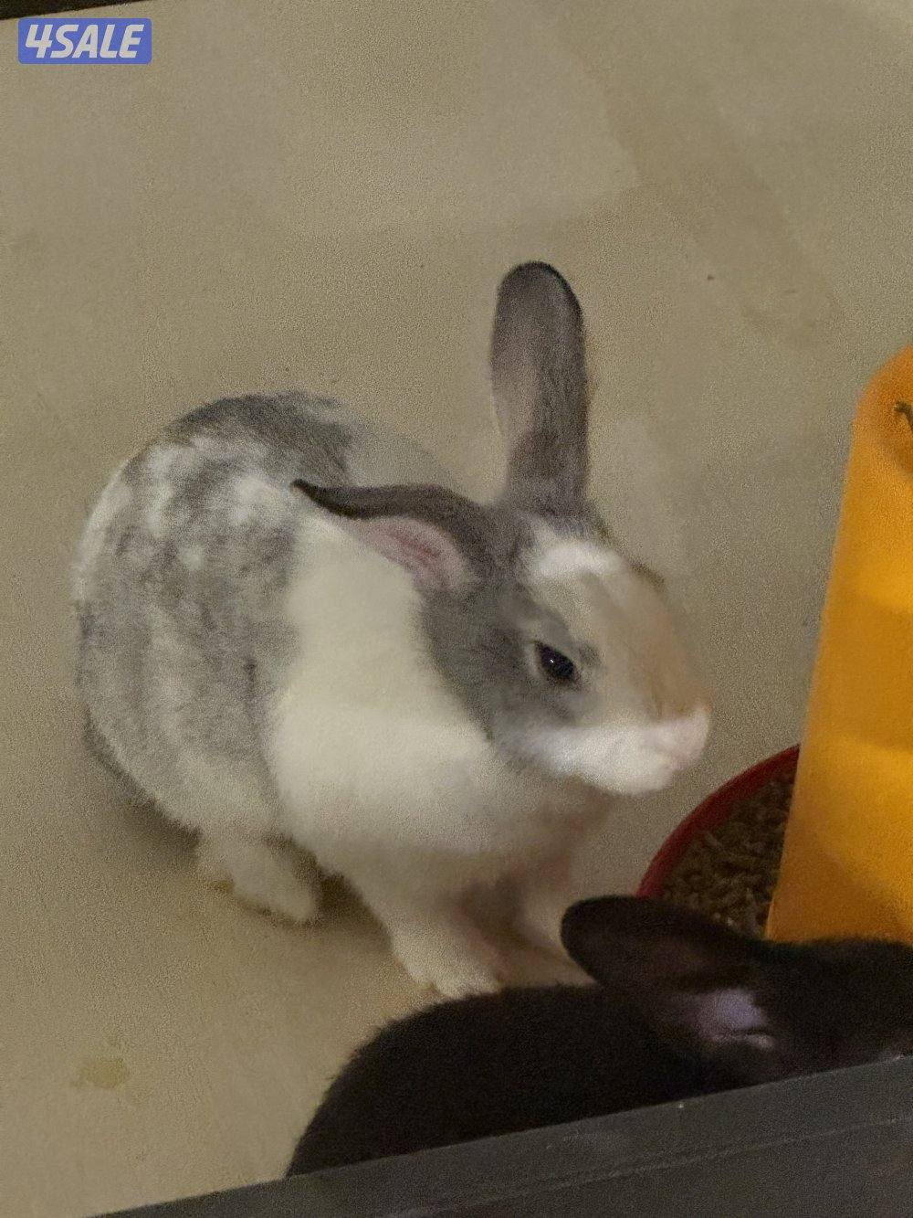 ارانب صغار3