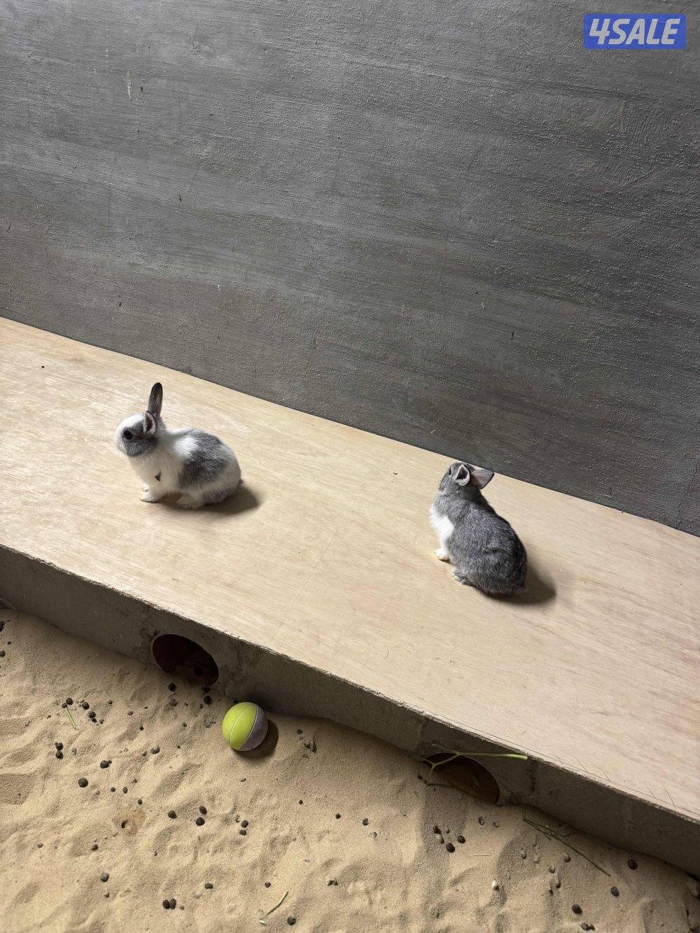 ارانب صغار4