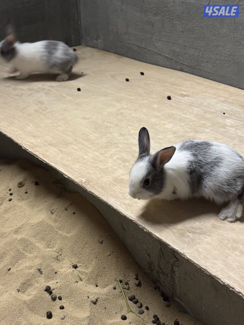 ارانب صغار5