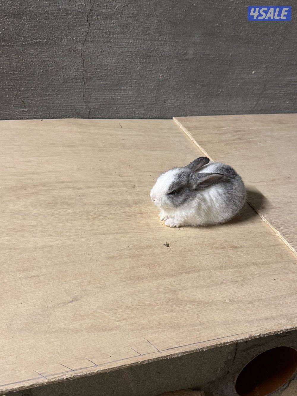 ارانب صغار6