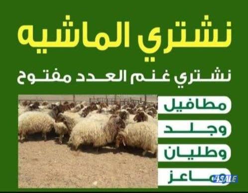 نشتري غنم ومعزه وطليان0