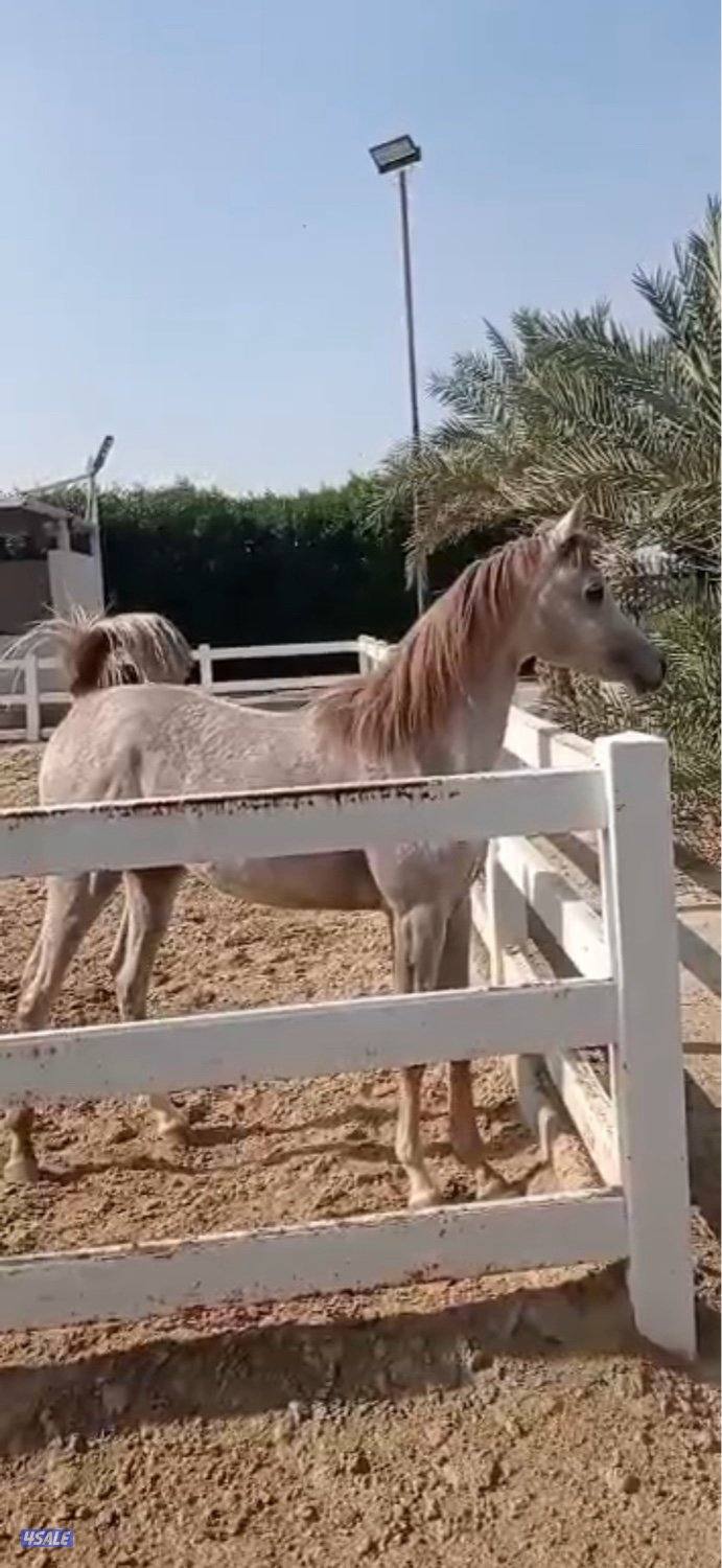 البيع مهر مصري ابن بطل العالم سلطان العبيد العمر سنه وشهرين0