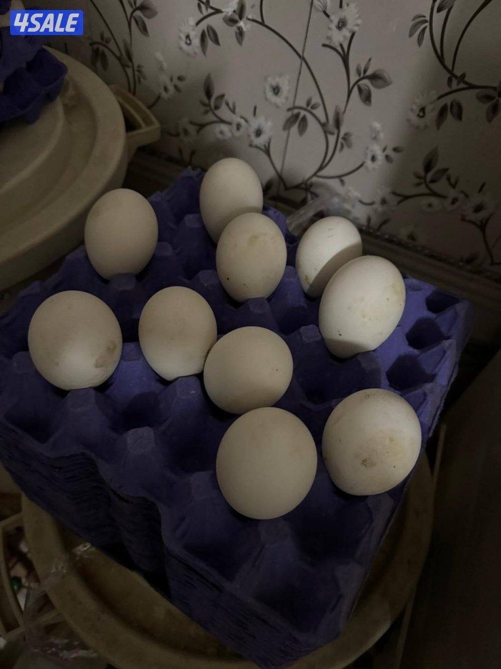 للبيع دجاج عربي وبيض دجاج و وز1